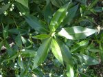 DSC03377.jpg