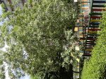 DSC03689.jpg