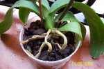 orquidea 1.jpg