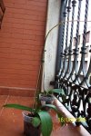 orquidea3.jpg