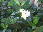 plantas 009.jpg