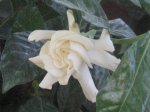 plantas 007.jpg