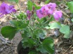 plantas 014.jpg