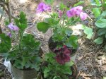 plantas 015.jpg