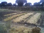 Fotos-huerto.jpg
