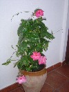 DSC03904.JPG