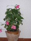 DSC03916.JPG