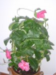 DSC03903.jpg
