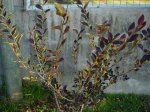 DSC04713.JPG