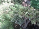 plantas 018.jpg