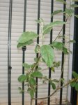 DSC01171.jpg