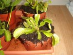 carnivoras 001.jpg