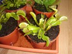 carnivoras 002.jpg