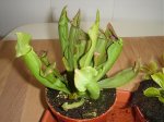 carnivoras 003.jpg