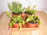 carnivoras 004.jpg
