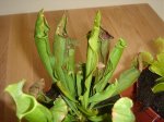carnivoras 007.jpg