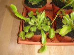 carnivoras 022.jpg