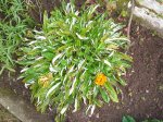 gazania sin esqueje.jpg