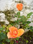 rosa con capullo.jpg