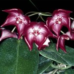 hoya macgillivrayi500.jpg