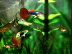 guppys varios.jpg