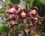 AlohaHoya_1115357223_8.jpg