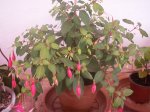 fuchsia7.jpg