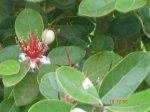 plantas 006.jpg