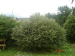 plantas 005.jpg