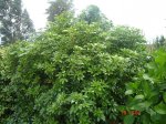 plantas 010.jpg