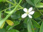 plantas 011.jpg