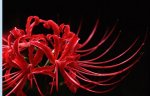 Foro-Lycoris radiata.JPG