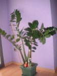 zamioculca 001.jpg
