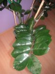zamioculca 002.jpg