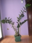 zamioculca 003.jpg