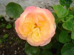 rosa rara.jpg