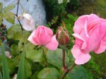 rosas y capullos.jpg