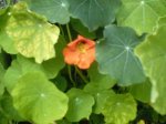 una flor.jpg
