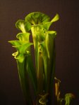 DSC02856.JPG