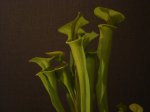 DSC02831.JPG