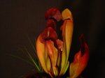 DSC02851.JPG