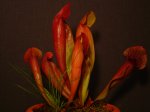 DSC02849.JPG