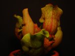 DSC02846.JPG