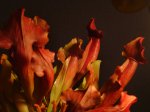DSC02858.JPG