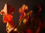 DSC02859.JPG