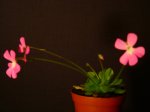 DSC02902.JPG