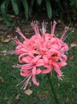 Foro-Nerine sarniensis AZUL.JPG