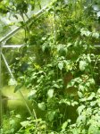 Tomates cherri..jpg