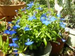Lobelia.jpg