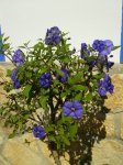Solanum.jpg